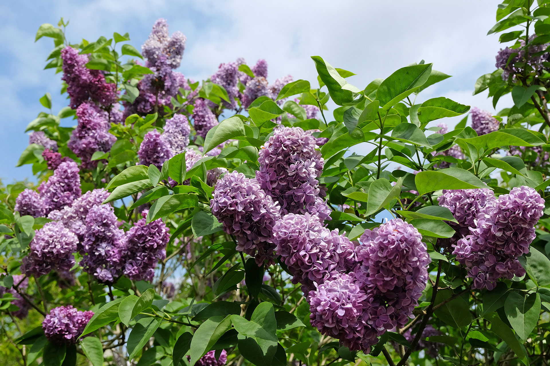 Lilac Tree