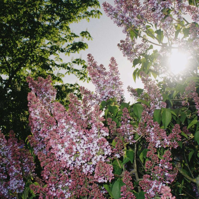 Lilacs