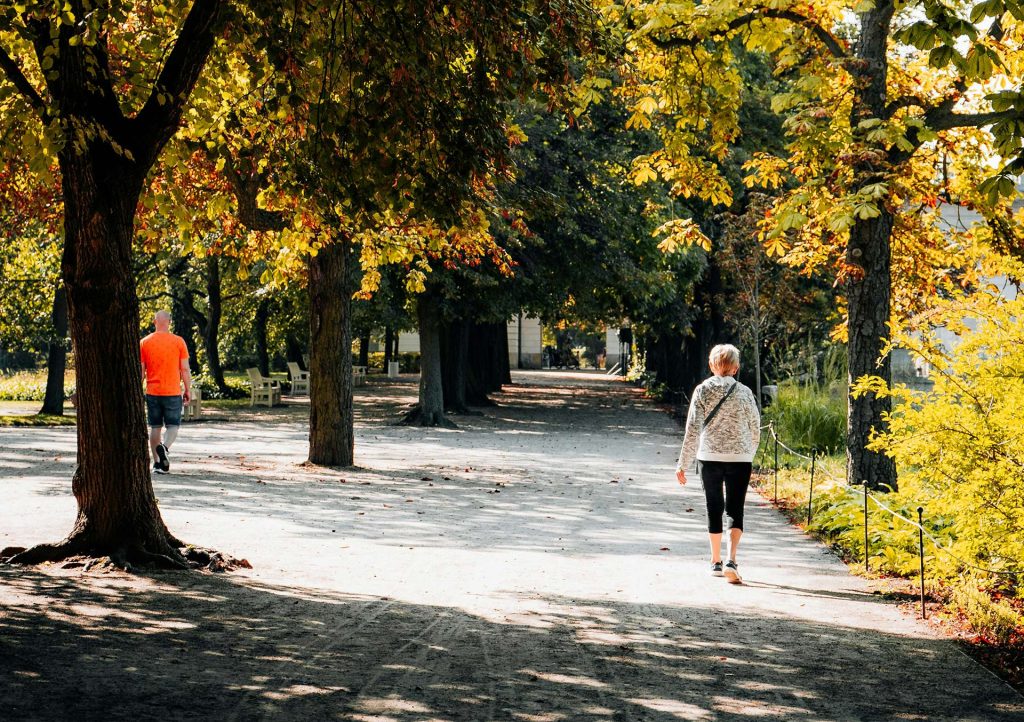 People walking on park trail with large trees