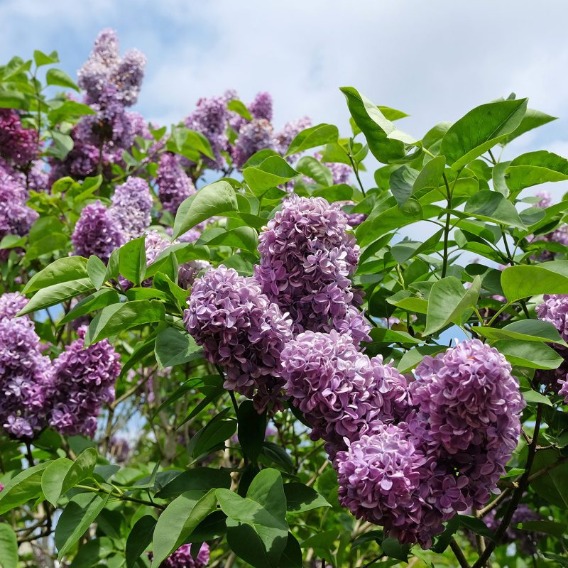 Lilac Tree
