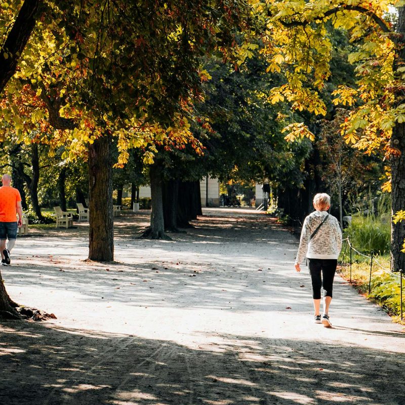 People walking on park trail with large trees